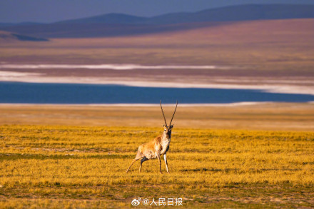 可愛(ài)壁紙上新！藏羚羊就是高原上的精靈吧