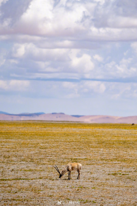 可愛(ài)壁紙上新！藏羚羊就是高原上的精靈吧
