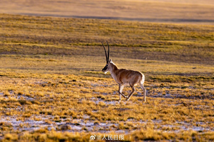 可愛(ài)壁紙上新！藏羚羊就是高原上的精靈吧