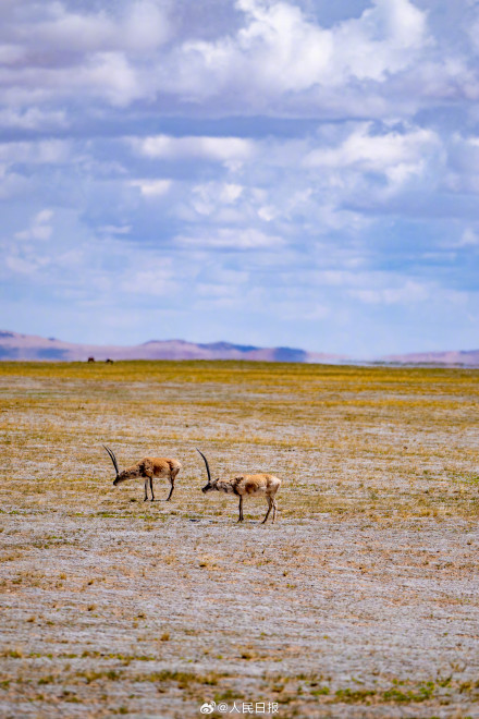 可愛(ài)壁紙上新！藏羚羊就是高原上的精靈吧