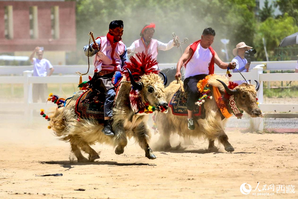 拉薩首屆農(nóng)牧民運(yùn)動(dòng)會(huì)上的賽牦牛比賽。