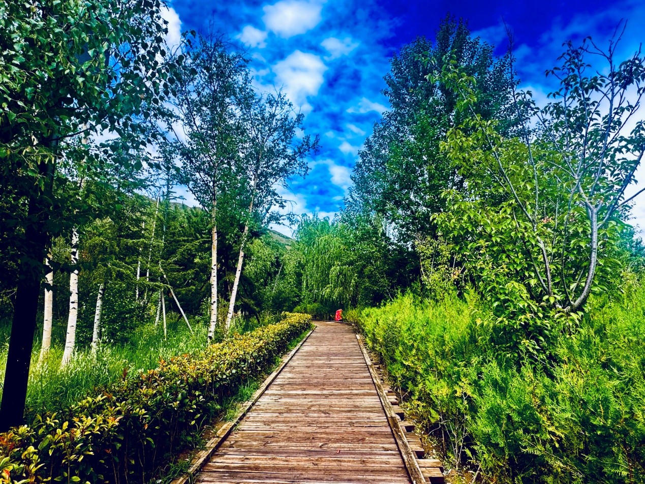 郁郁蔥蔥的南山公園。人民網(wǎng)記者 益西康珠攝