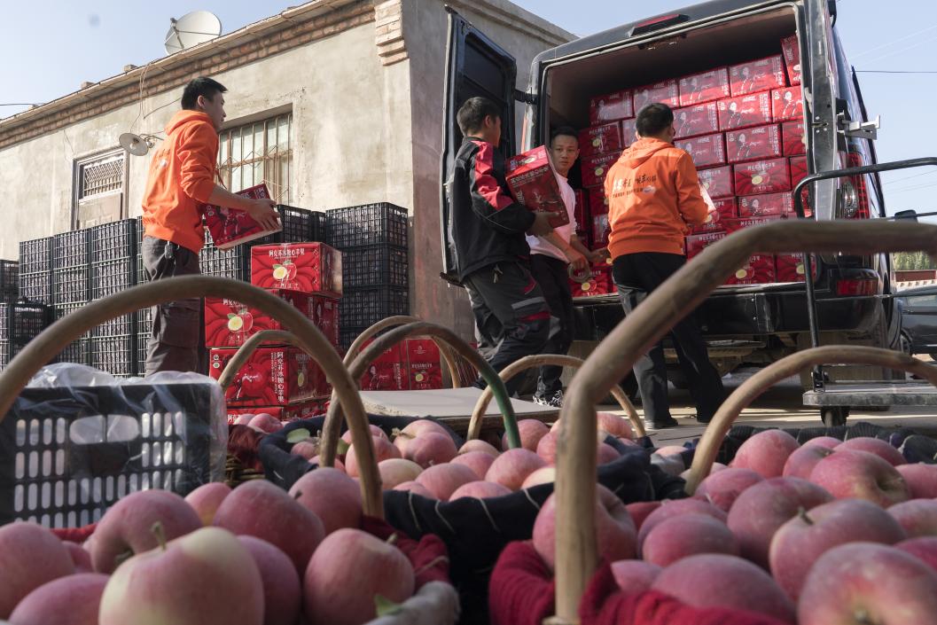 西部冰糖心蘋(píng)果，乘著商流上行。劉浩攝