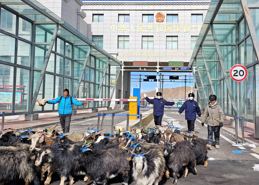 海關(guān)關(guān)員監(jiān)管驗(yàn)放出口活羊。次旺久美攝