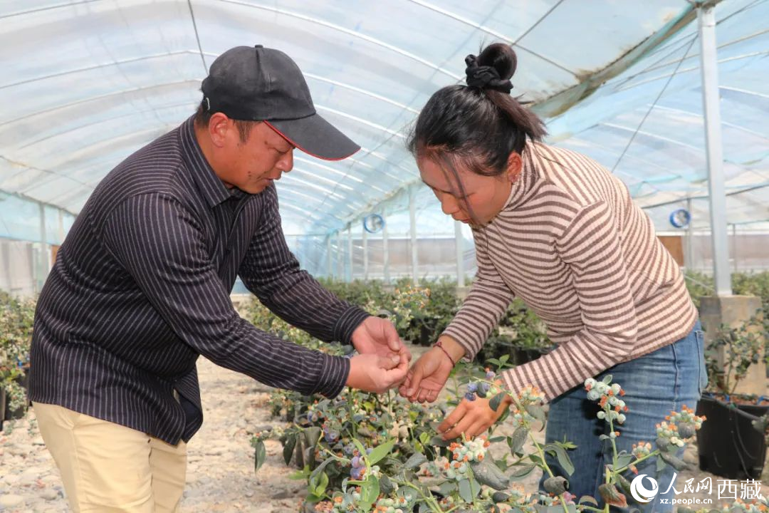 技術(shù)員劉家平和措姆在溫室大棚檢查藍莓的長勢。次仁龍布攝