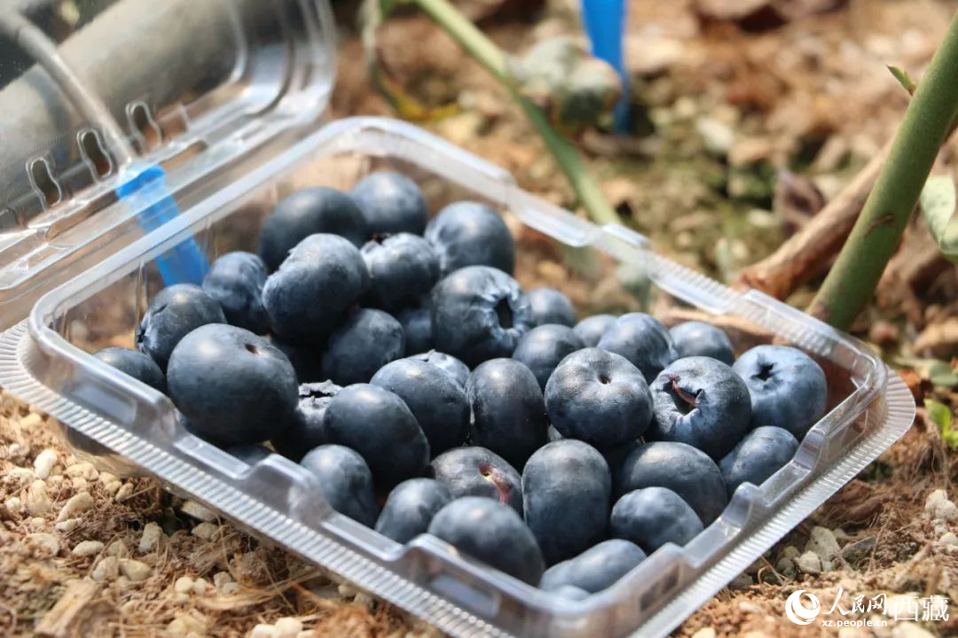 藍莓表面覆蓋著天然果霜。次仁龍布攝