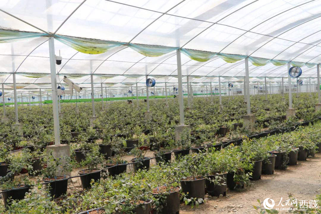 戈壁田園藍莓工業(yè)化種植基地。次仁龍布攝