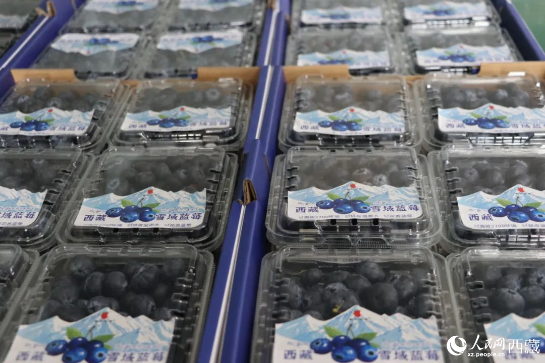 包裝好的藍莓。次仁龍布攝