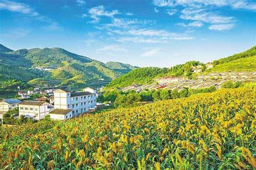 【理上網(wǎng)來o輝煌十九大】鄉(xiāng)村振興戰(zhàn)略：更綜合、全面、系統(tǒng)的發(fā)展戰(zhàn)略