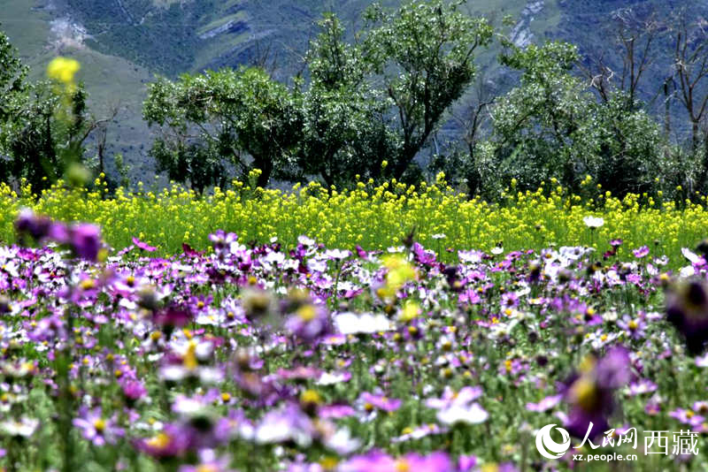油菜花與格?；ㄏ嘤吵扇?。人民網(wǎng) 李海霞攝