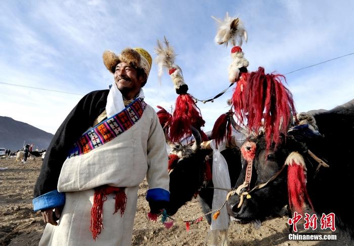 資料圖為2013年3月16日，拉薩市堆龍德慶區(qū)德慶村的農(nóng)民牽著牦牛參加春耕儀式，按照傳統(tǒng)方式由牦牛開第一犁。 <a target='_blank' href='/'><p  align=