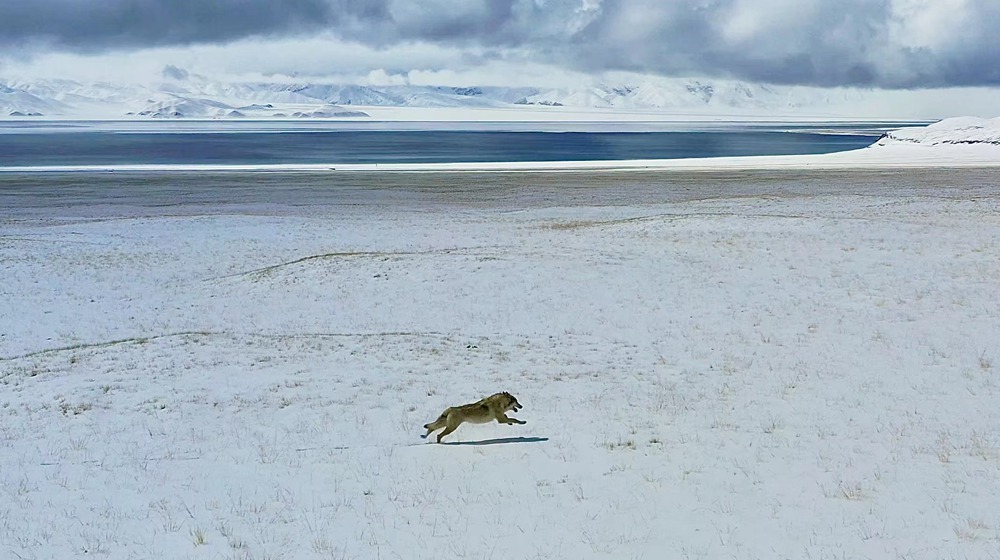 雪地里疾馳的阿里“狼”。