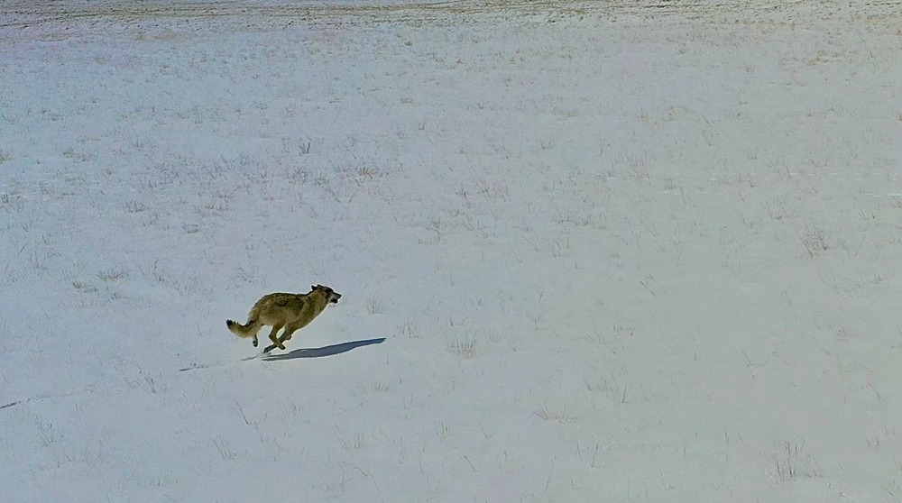 雪地里疾馳的阿里“狼”。