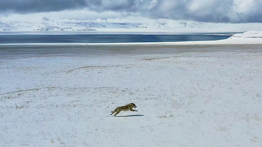 雪地里疾馳的阿里“狼”。
