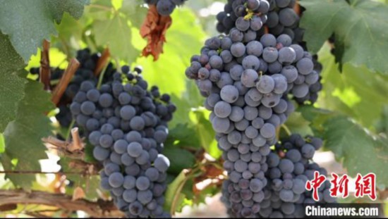 圖為桑日縣種植的葡萄?！∩侥仙Ｈ湛h委宣傳部提供