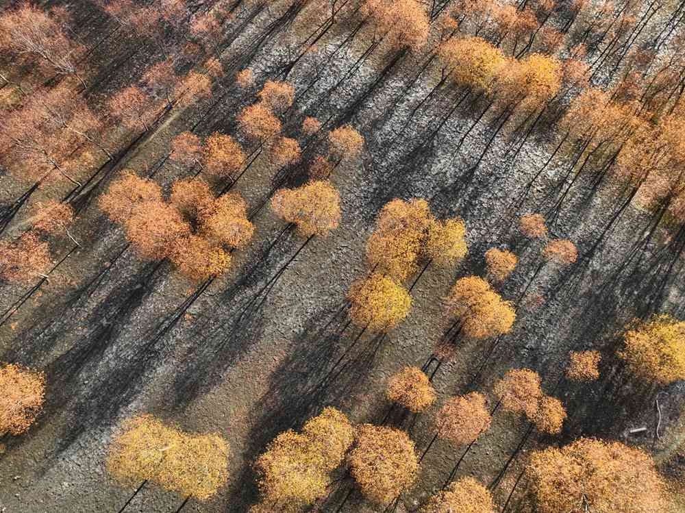 入冬時節(jié)，雅魯藏布江畔的樹林一片金黃。